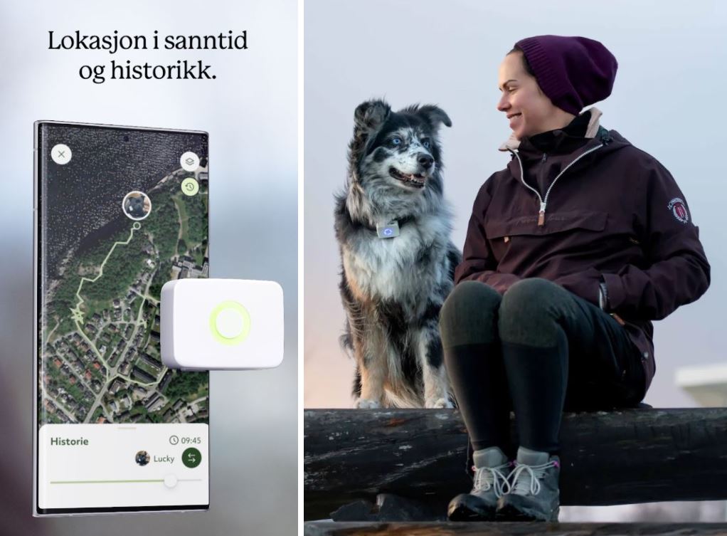 GPS-tracker til hund og katt: Ta enda bedre vare på din firbente bestevenn🐾